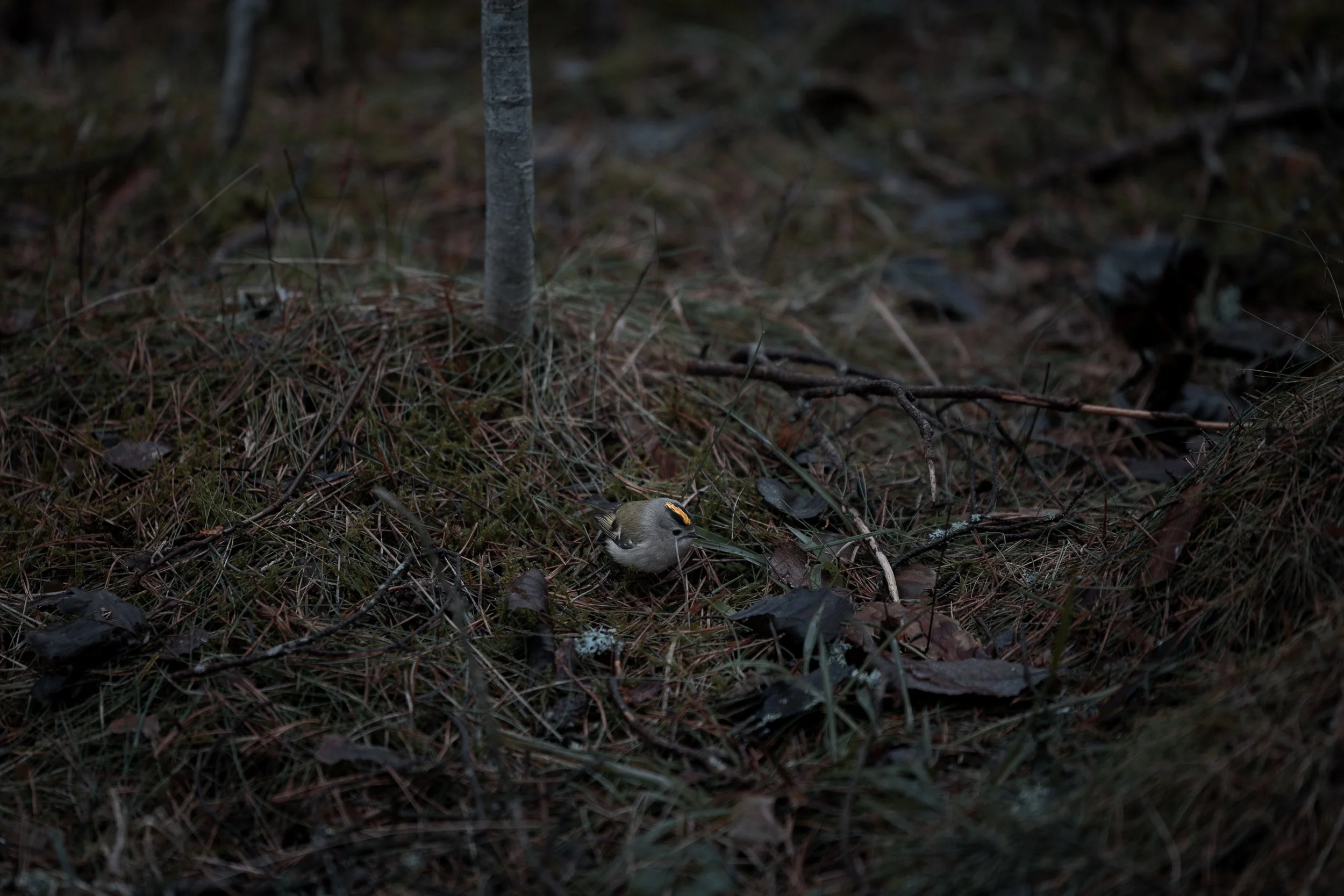 A small bird with a yellow head and gray body on the ground in a wooded area with grass, fallen leaves, and twigs.