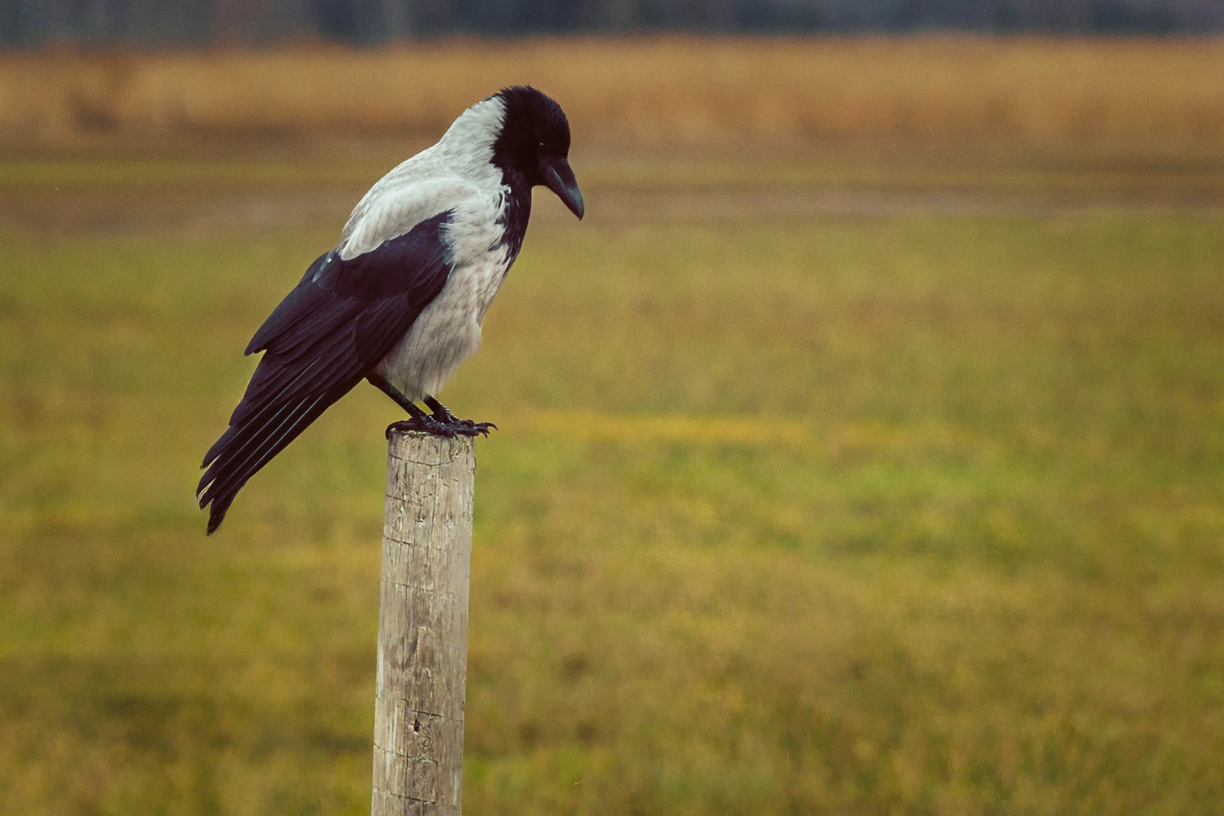 A black and white bird, possibly an Australian magpie, perched on a wooden post in a grassy field.