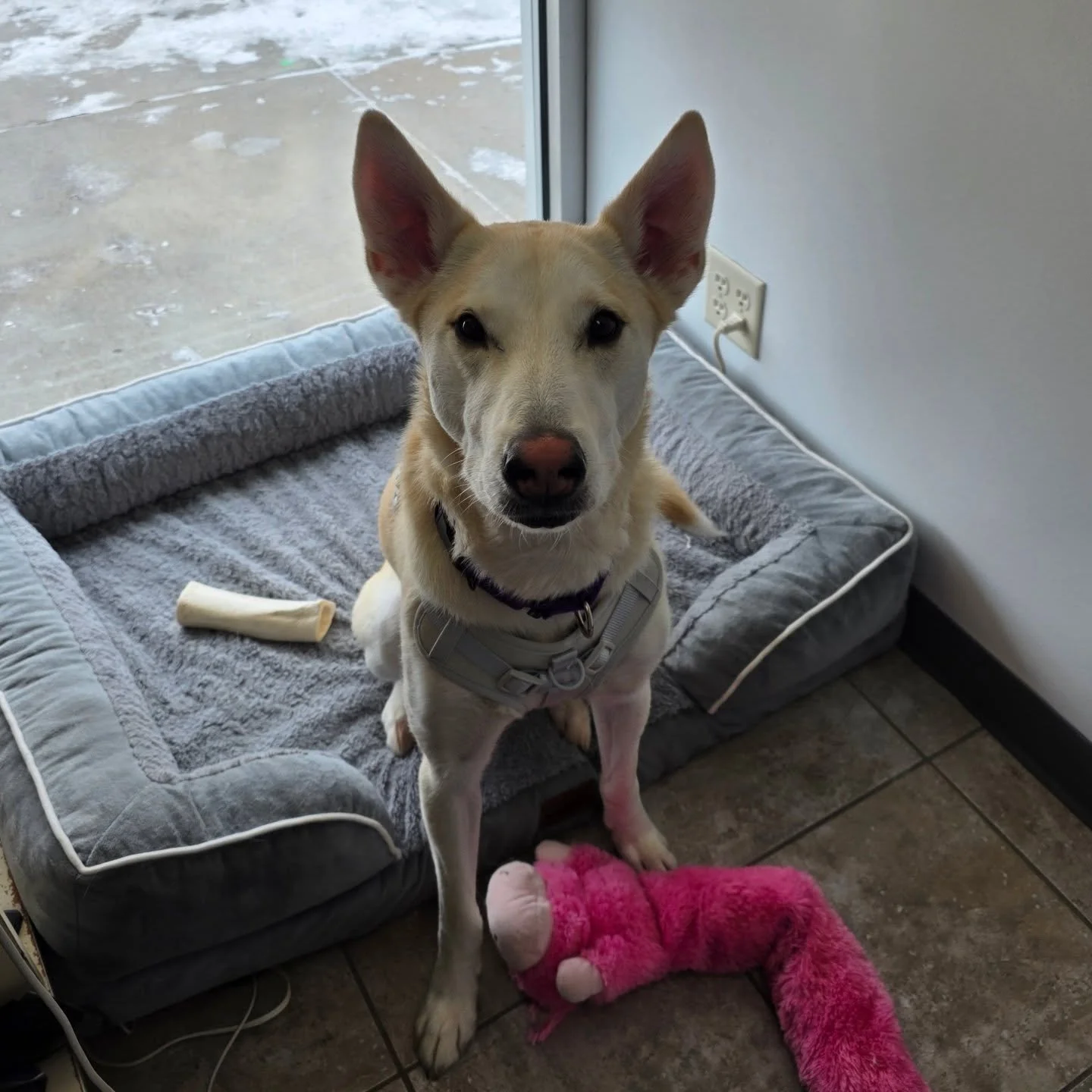 The shop dog is in the building for the next week!

Beetle is behind the counter at KEY Fabrics, ready to help with your dog-petting needs!

#fabric #dogsofinstagram #Omaha