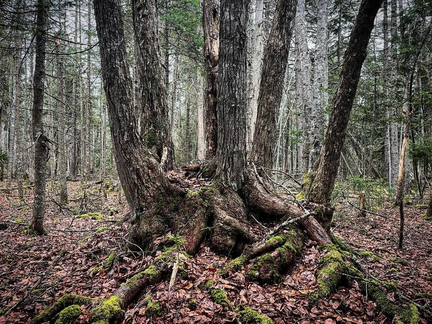 Old coppiced giant on the Hutchins Marsh trail. 

#conservation #trail #hike #walk #naturepreserve #islesboro #penobscotbay #maine #tree #trees
