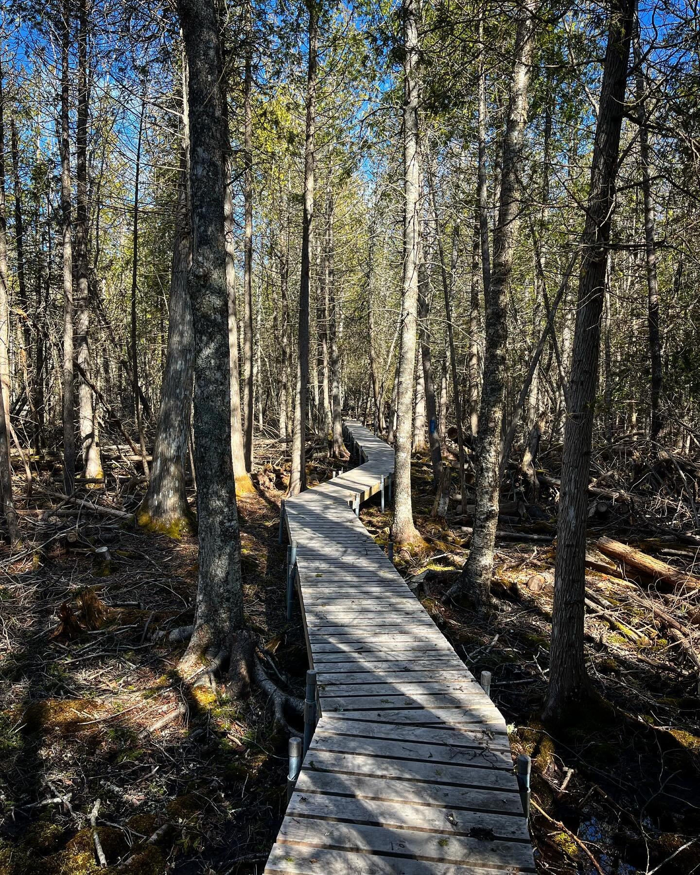 It feels like spring out here on the trails! 

#spring #swamp #boardwalk #springpeepers #skunkcabbage #cedars