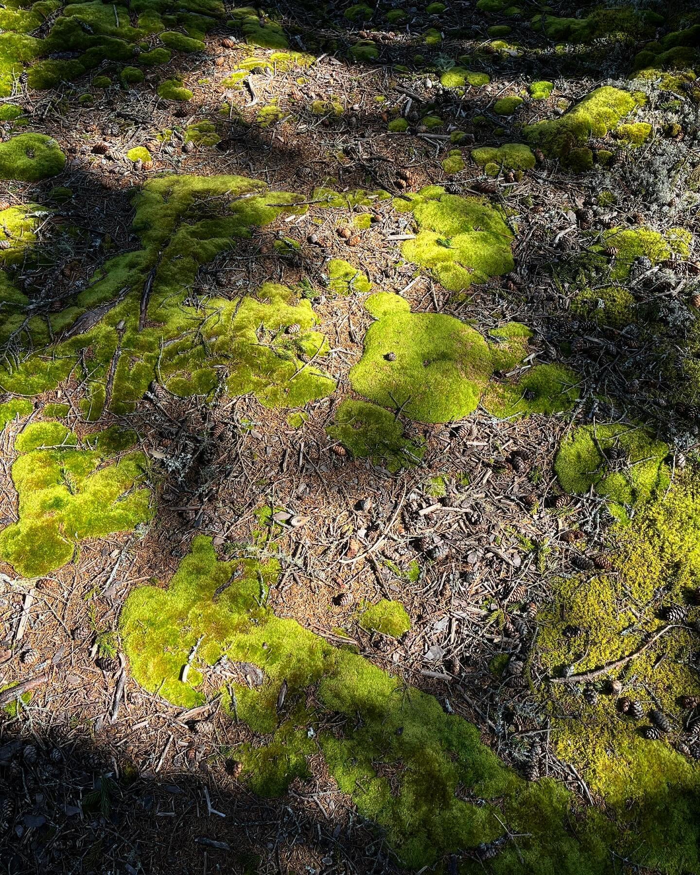 I dont know if I&rsquo;ve ever really noticed how moss grows outward from a central locus, like mold or fungi. Beautiful brilliant blobs of green in the dappled light of a spring morning.
Herbert Preserve. 

#moss #maine #spring #ecology #conservatio