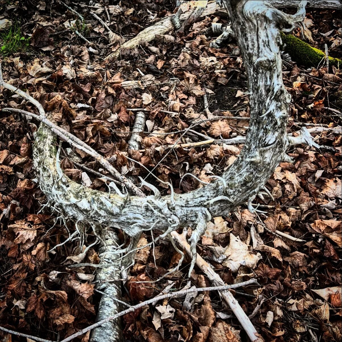 Cool adventitious cedar roots at the Herbert Preserve 

#natureismetal #roots #landtrust