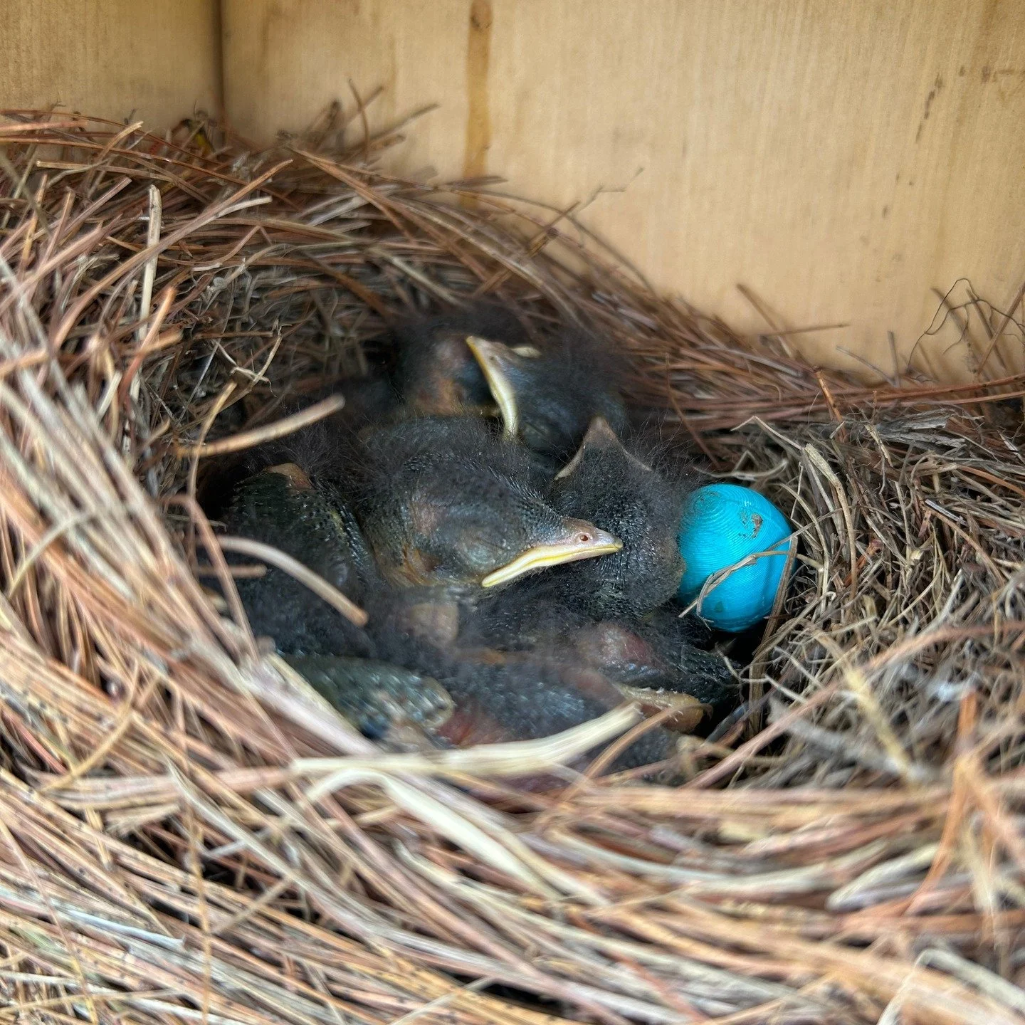 IIT's Bluebird Nesting Boxes at Blueberry Hill already have some new residents! 2 of the 6 boxes that were installed in May are occupied with a new generation of bluebirds and tree sparrows!

#islesboro #conservation #bluebirds #bluebirdbox #blueberr