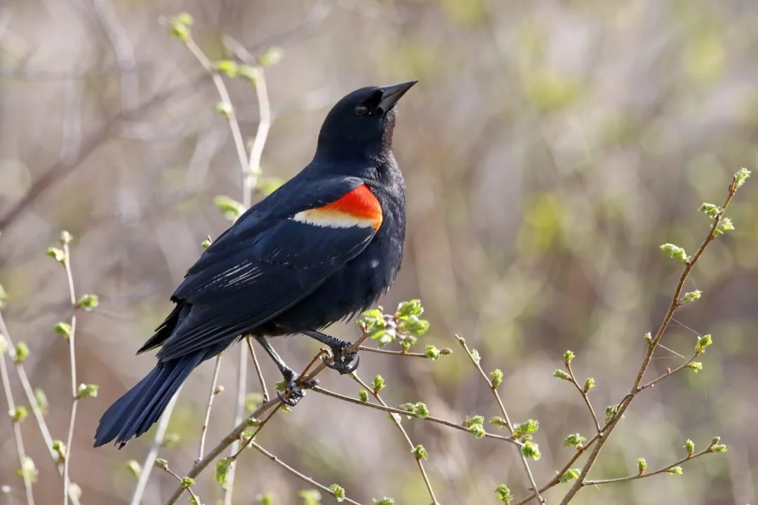 Early Morning Birding