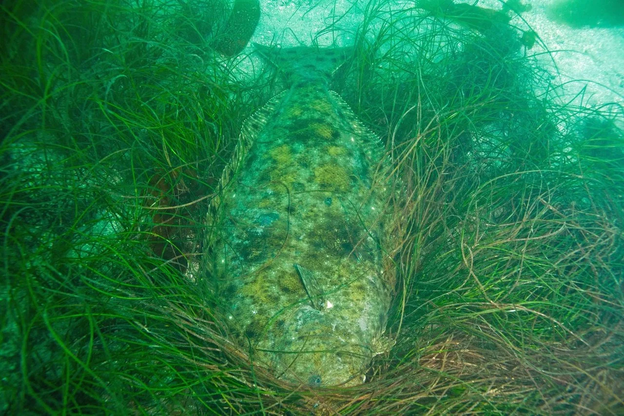 Eelgrass Restoration Talk