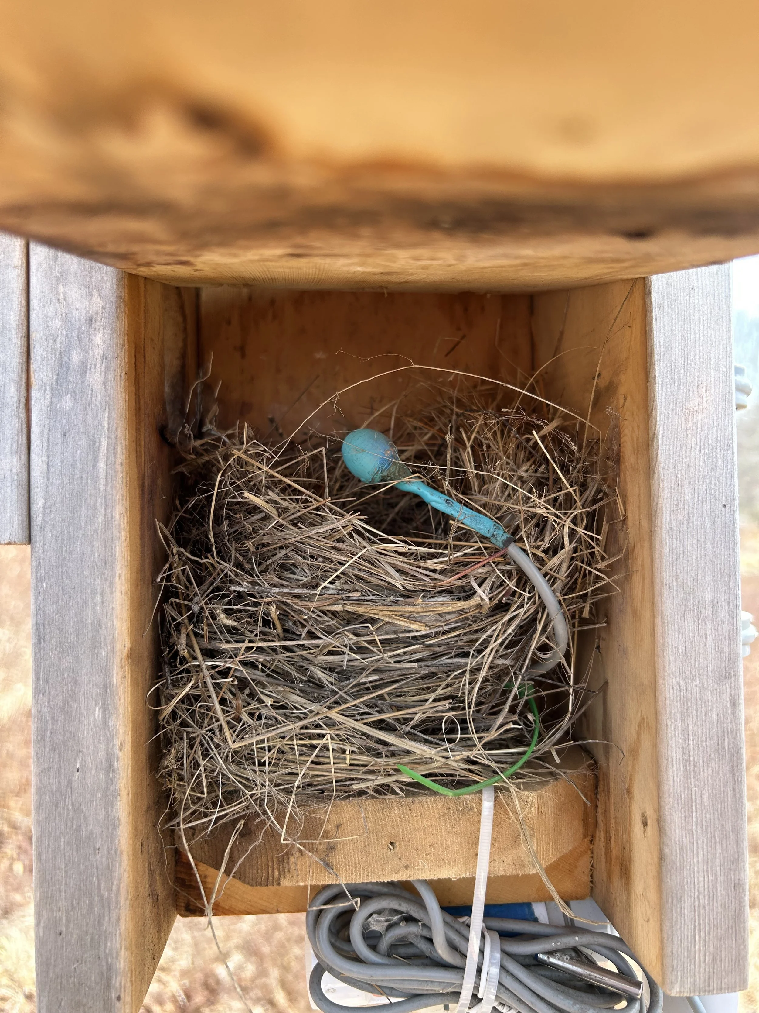 IIT Spring Newsletter 2026 - Nesting Season Begins