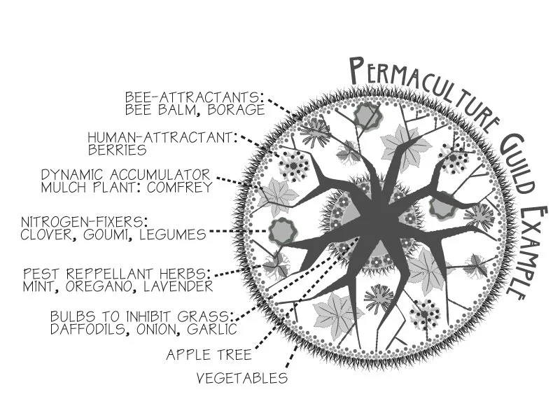 Permaculture Forest Garden Talk