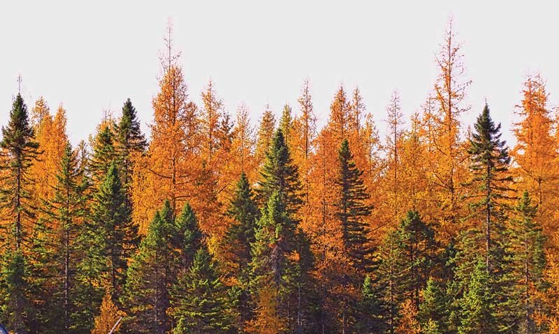 IIT Fall Newsletter: The Whatchamacallit Tree