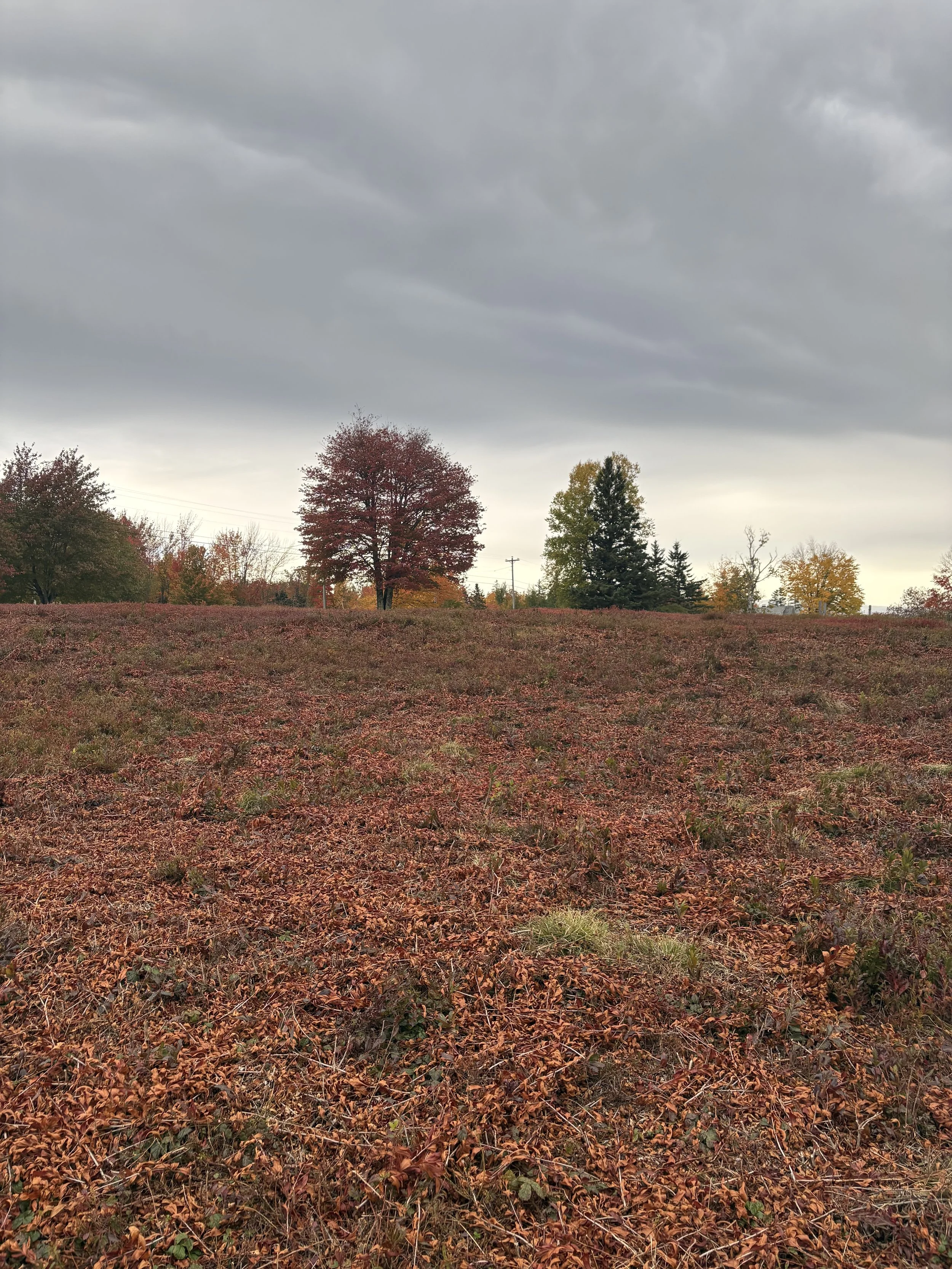 IIT Fall Newsletter: On The Trails - Hunting Season