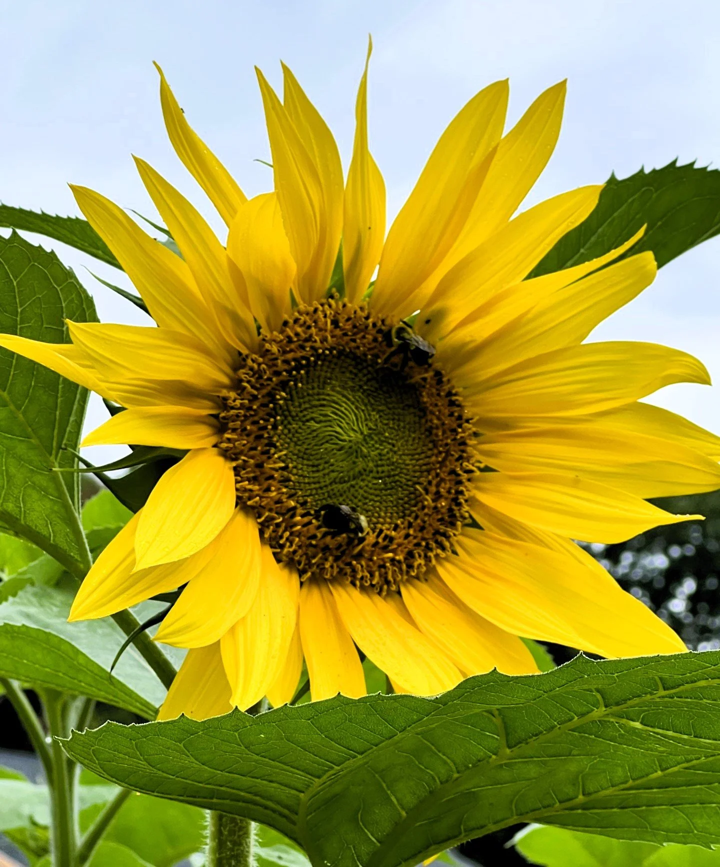 SUNFLOWER7 FB.jpg