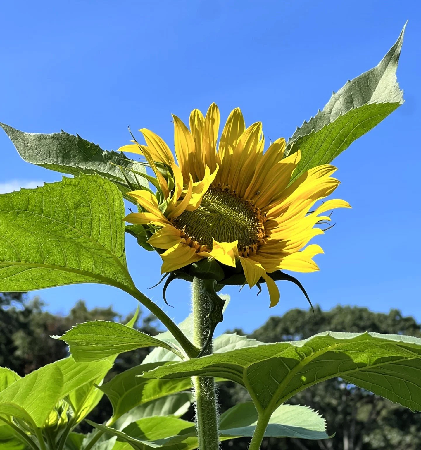 SUNFLOWER9 FB.jpg