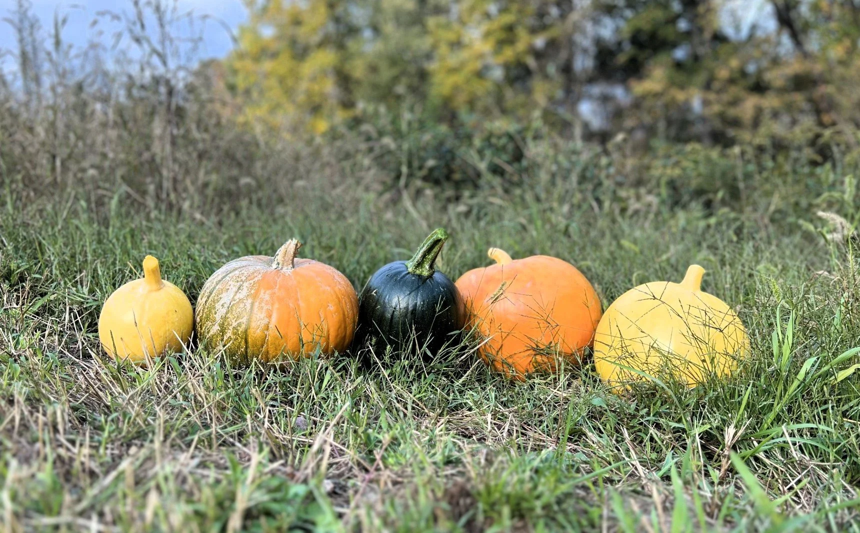 PUMPKIN 3 FB.jpg