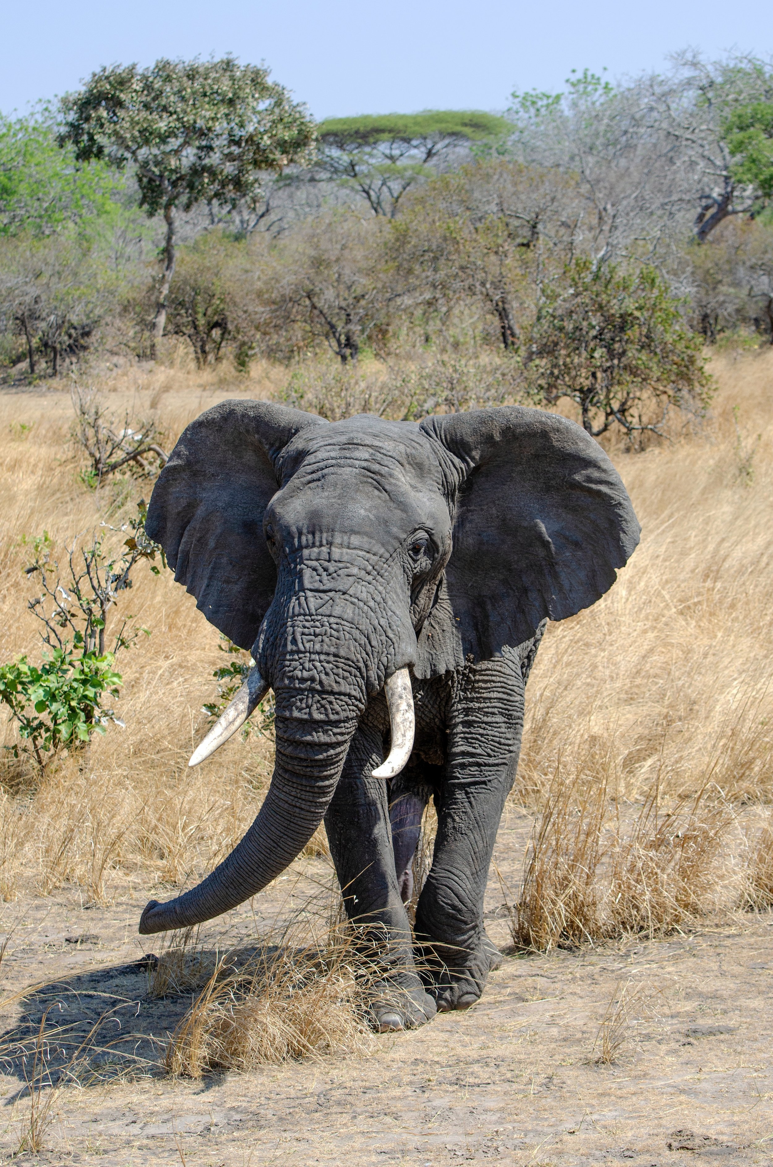 Elephant MAin Task.jpg