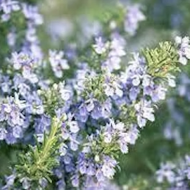 Sanctuary Plant Spirit Meditation: Rosemary