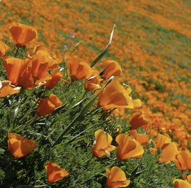 Sanctuary Plant Spirit Meditation: California Poppy