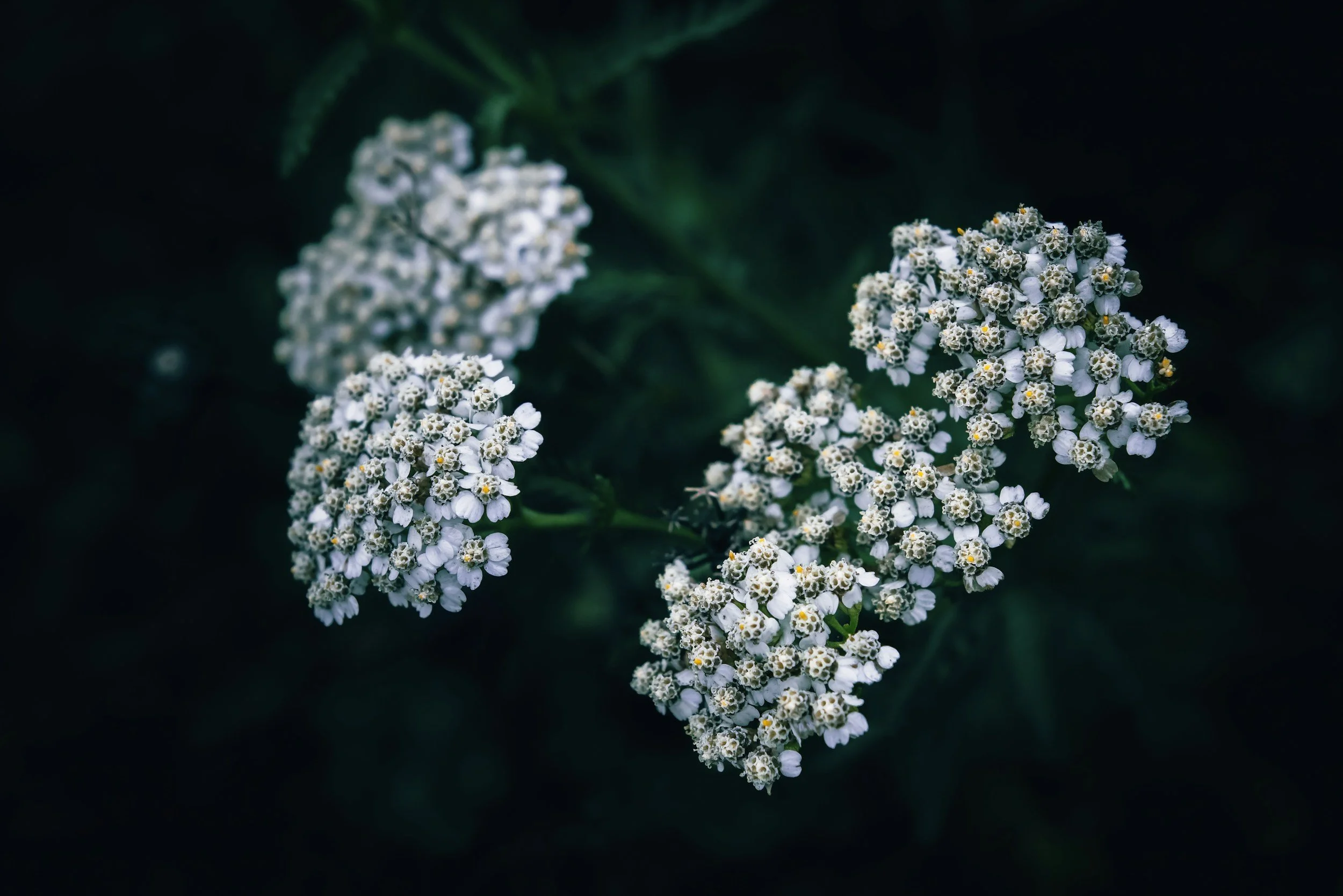 unsplash-image-_OUhAFiuDvc.jpg