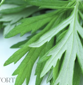 Plant Spirit Meditation with Mugwort
