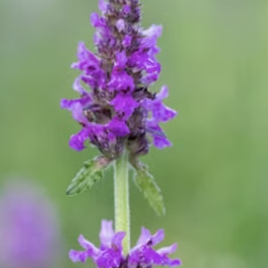 Sunrise meditation with Wood Betony (UK/EU sunrise)