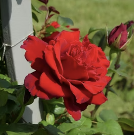 Sunrise Meditation with Rose