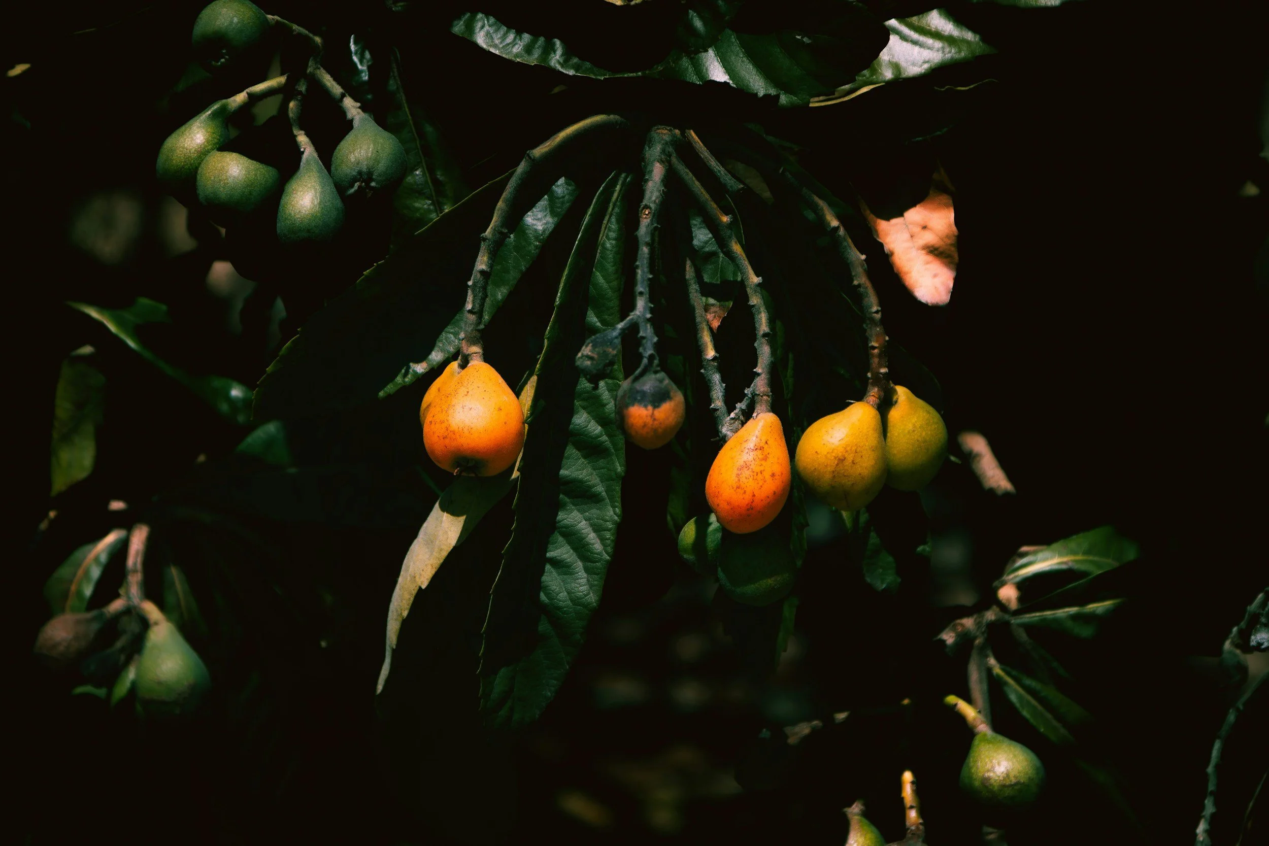 Plant Spirit Meditation with Loquat Leaf