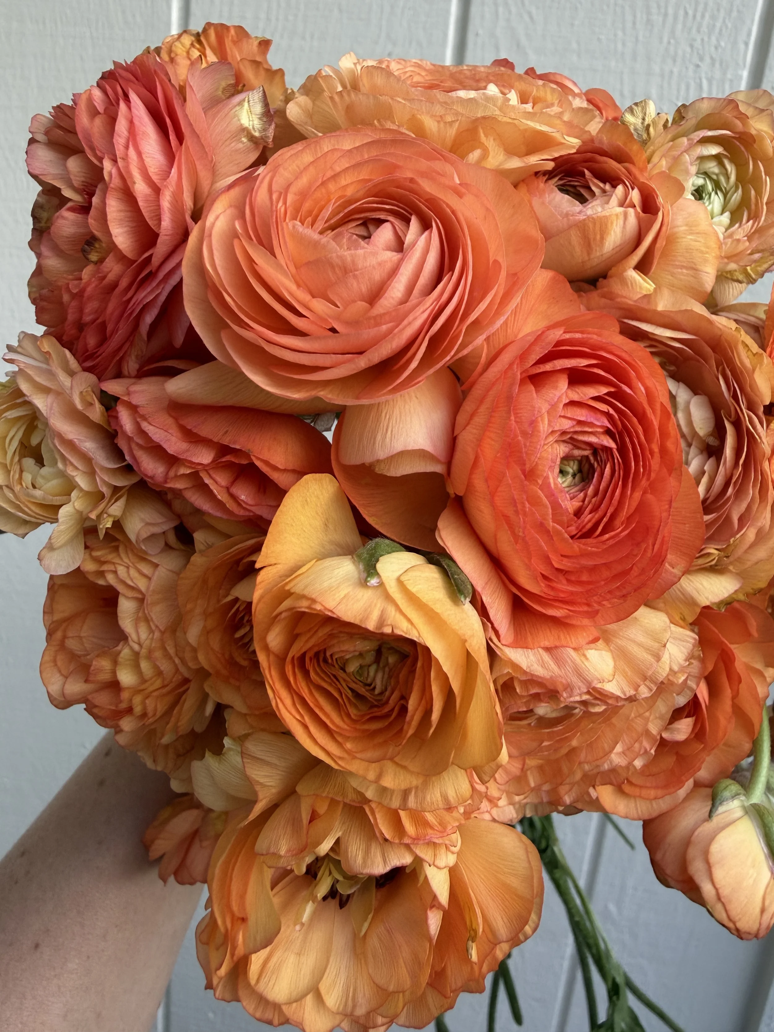 Close-up of a hand holding an orange and peach-colored bouquet of ranunculus flowers.