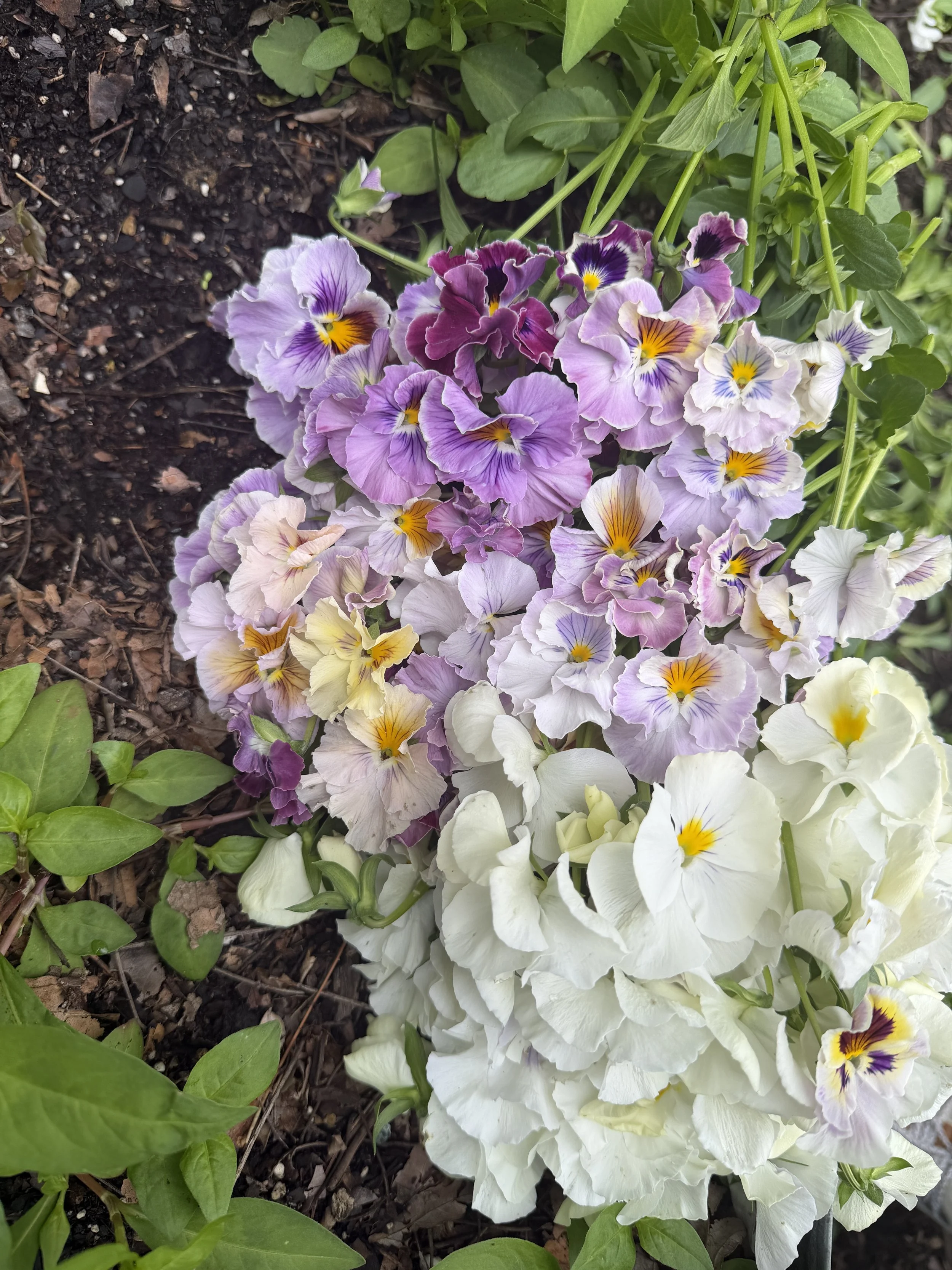 A close-up of a vibrant flower bed featuring purple, white, and yellow pansy flowers with green leaves surrounding them, and dark soil visible at the top left corner.