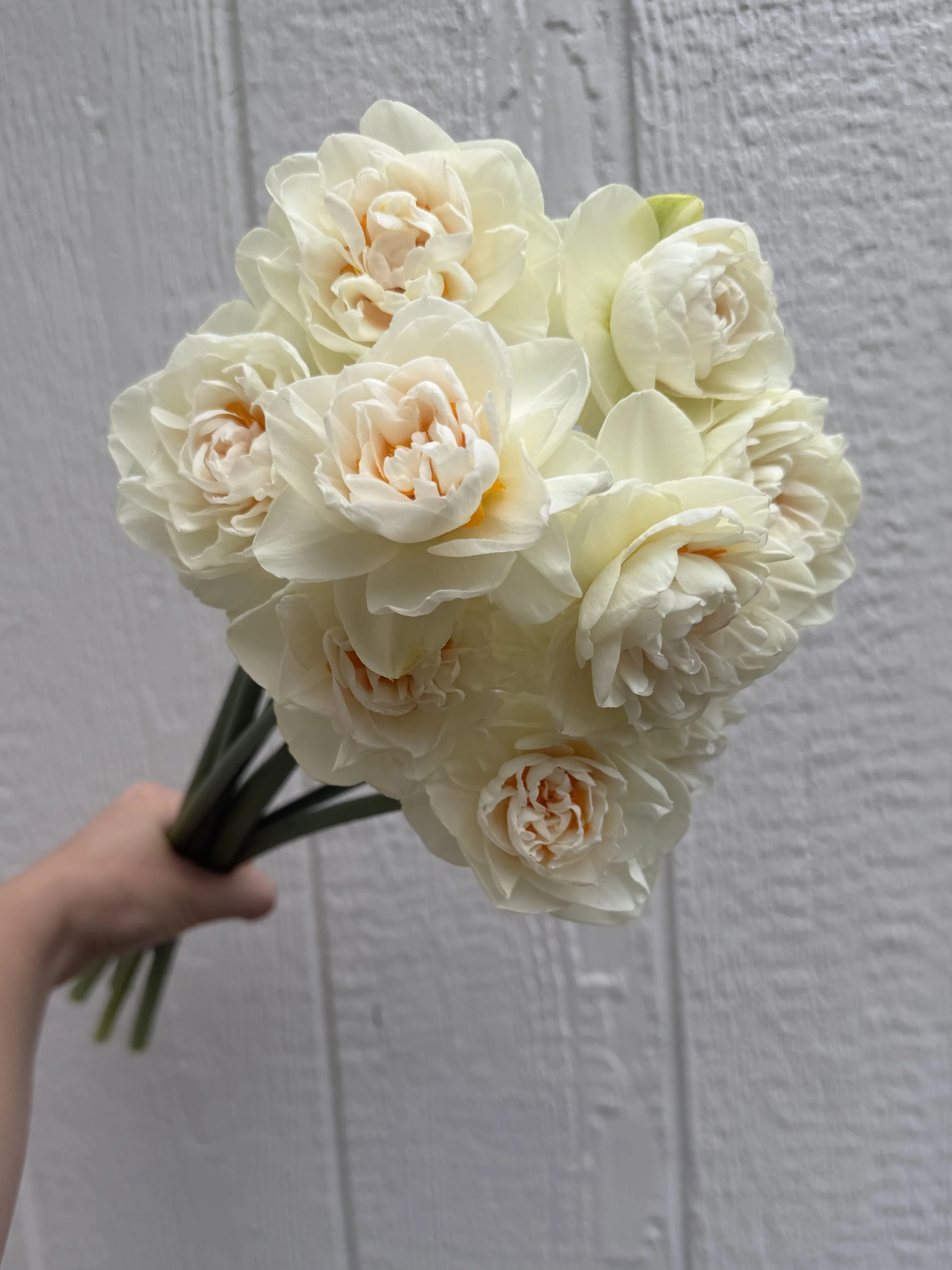 A hand holding a bouquet of cream-colored flowers against a textured gray wall background.