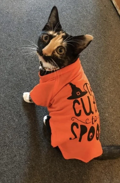 Downtown Tipp City Partnership Launches “Howl-O-Ween Open” Golf Fundraiser 2.jpeg