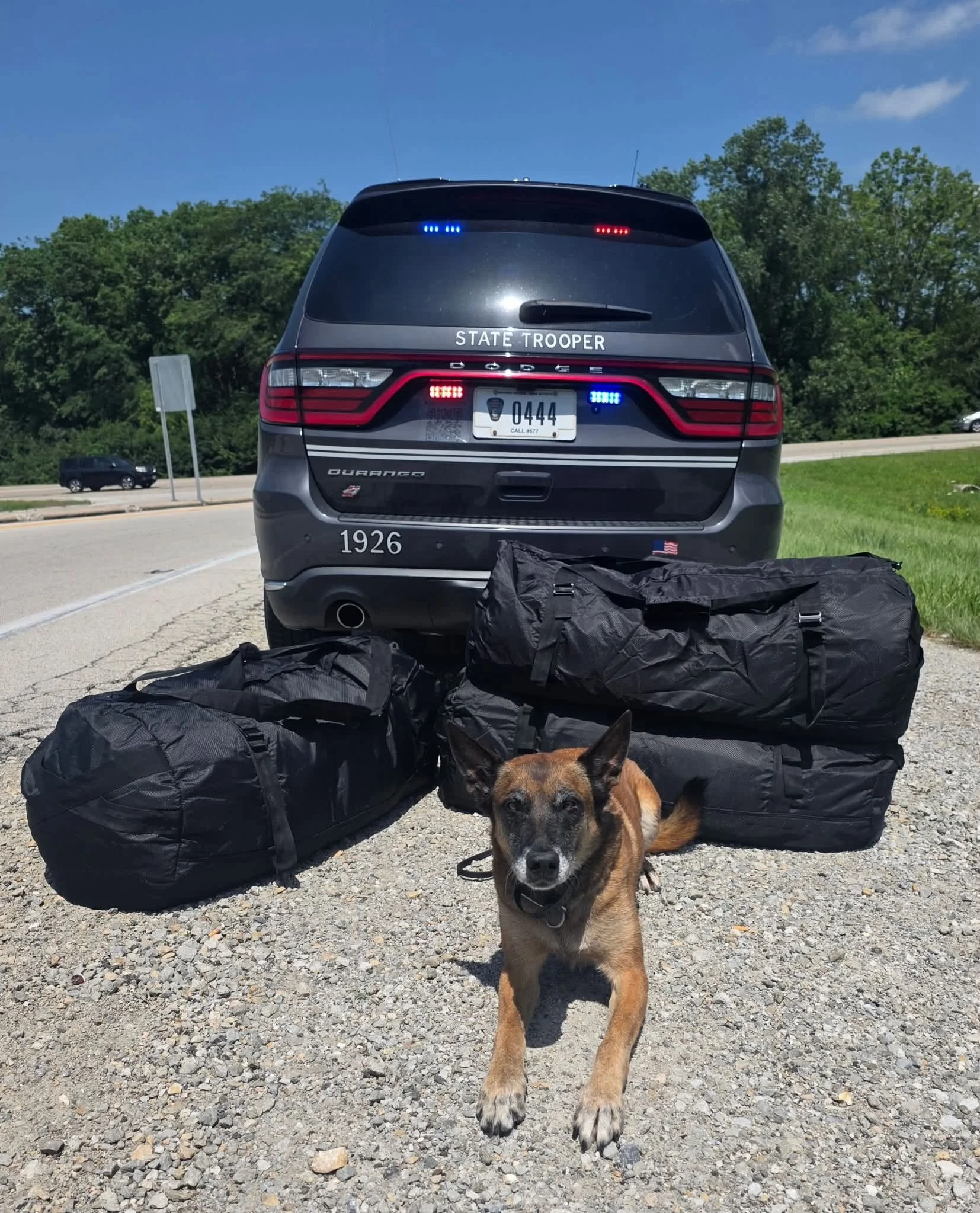K-9 Pasha has been busy