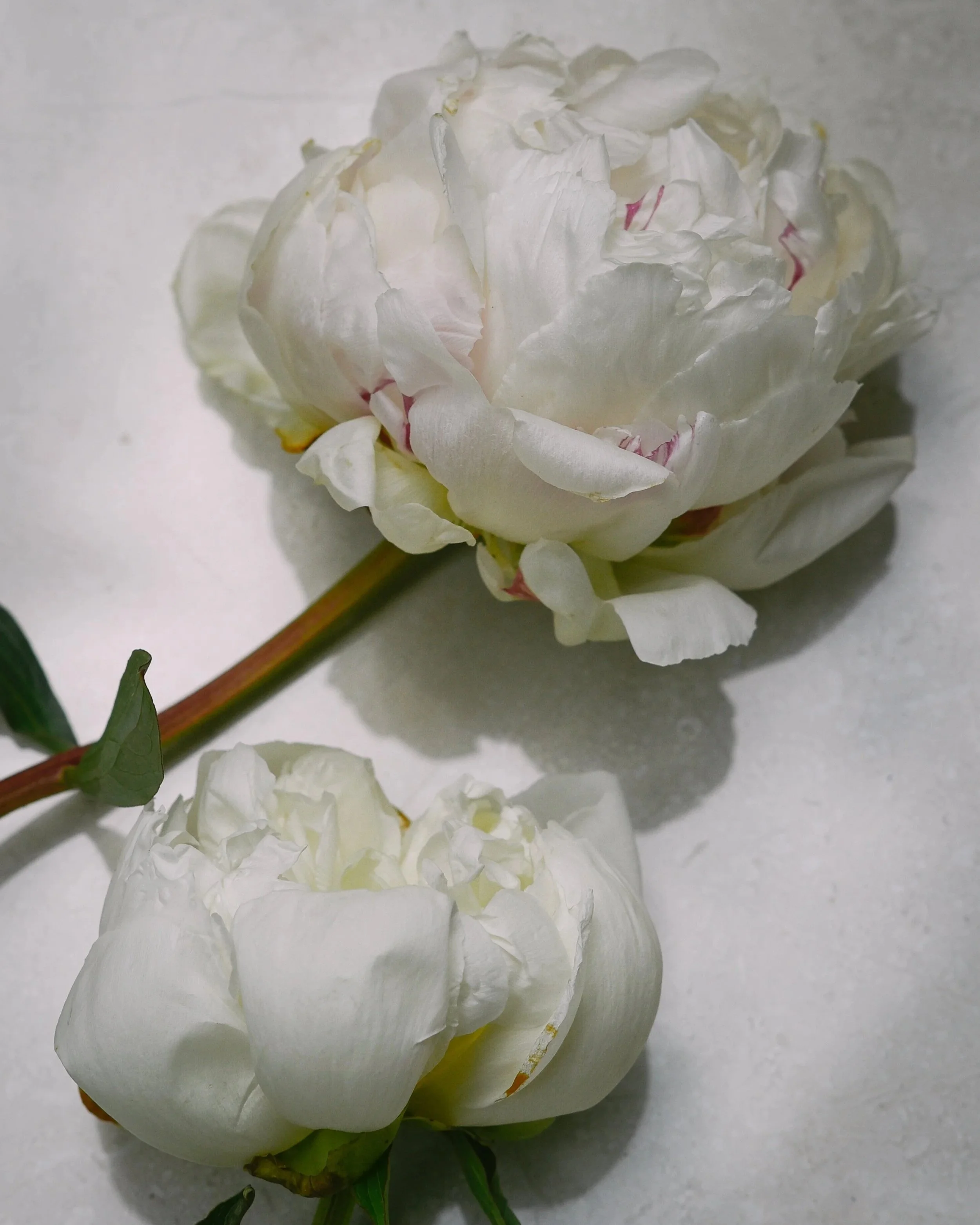 Two white peony flowers with ruffled petals on a white surface.