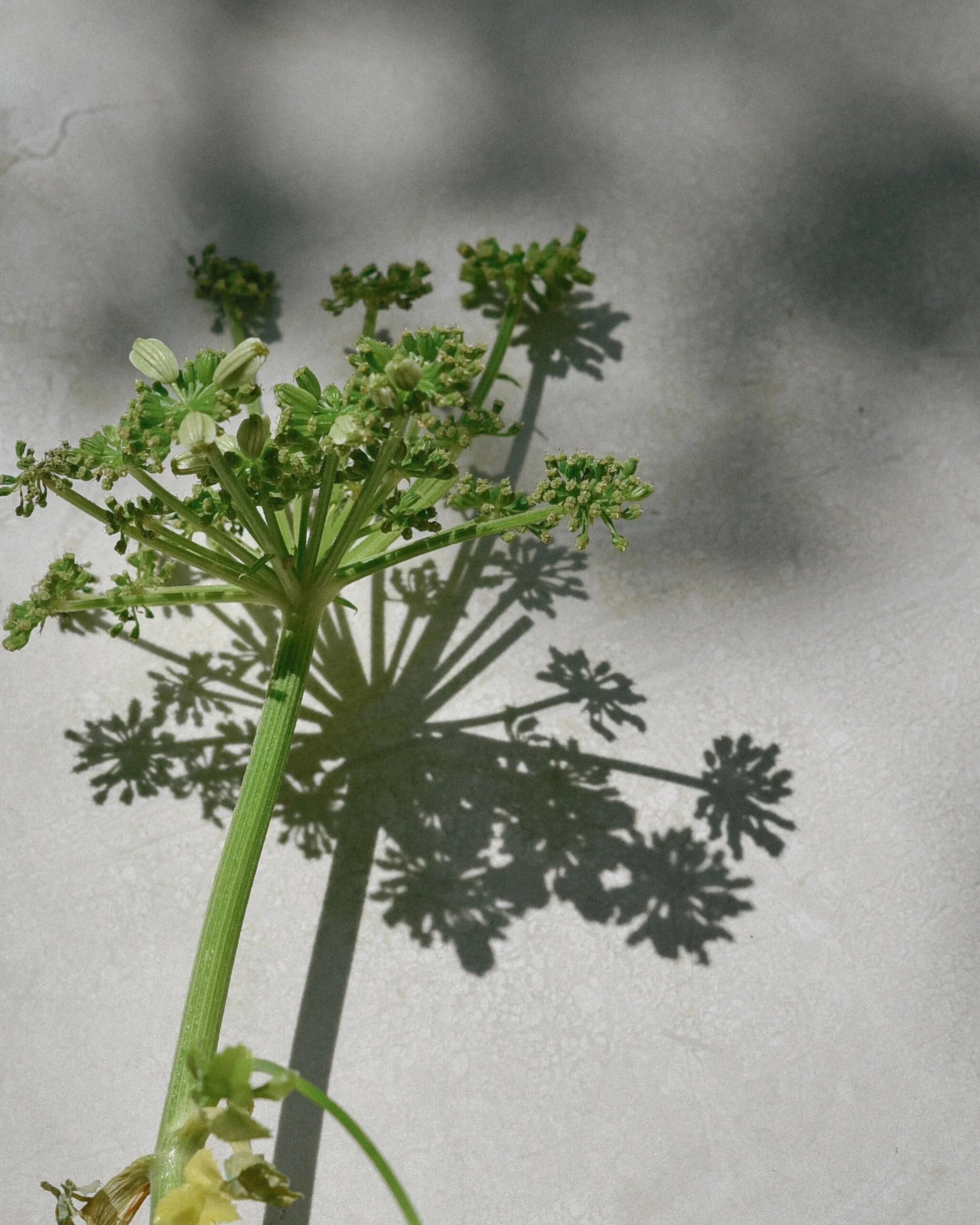 Close-up of a green plant with umbrella-shaped clusters of small flowers with green buds, casting a detailed shadow on a smooth, light gray surface.