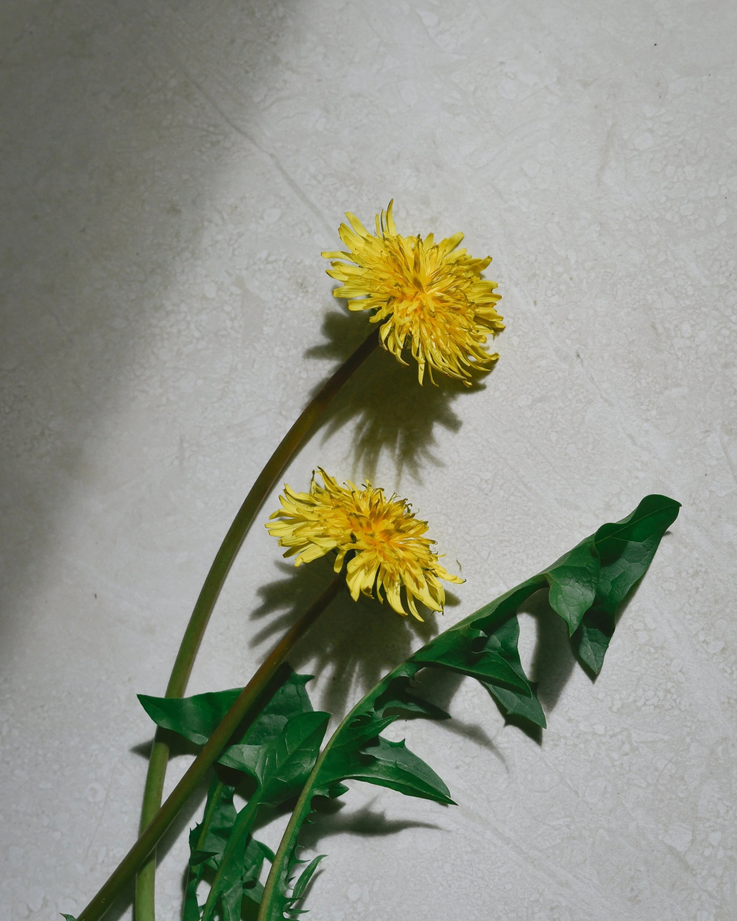 Two yellow dandelion flowers with green leaves against a textured off-white wall.