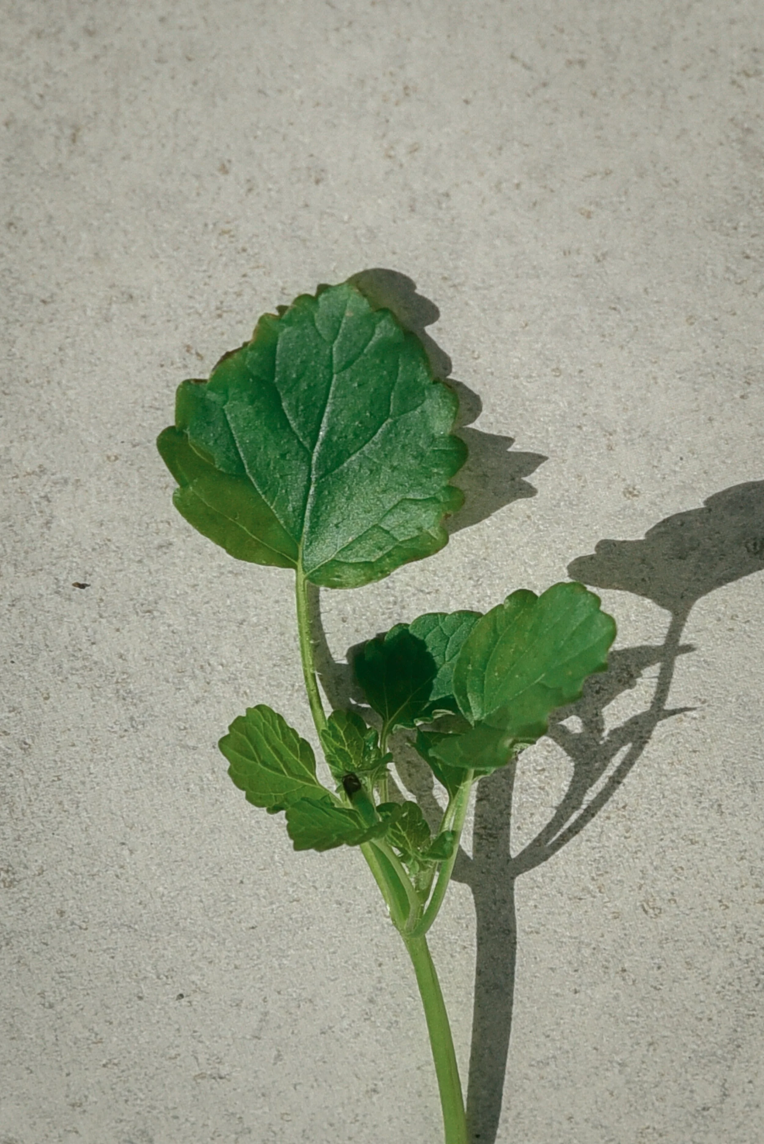 Lemon Balm
