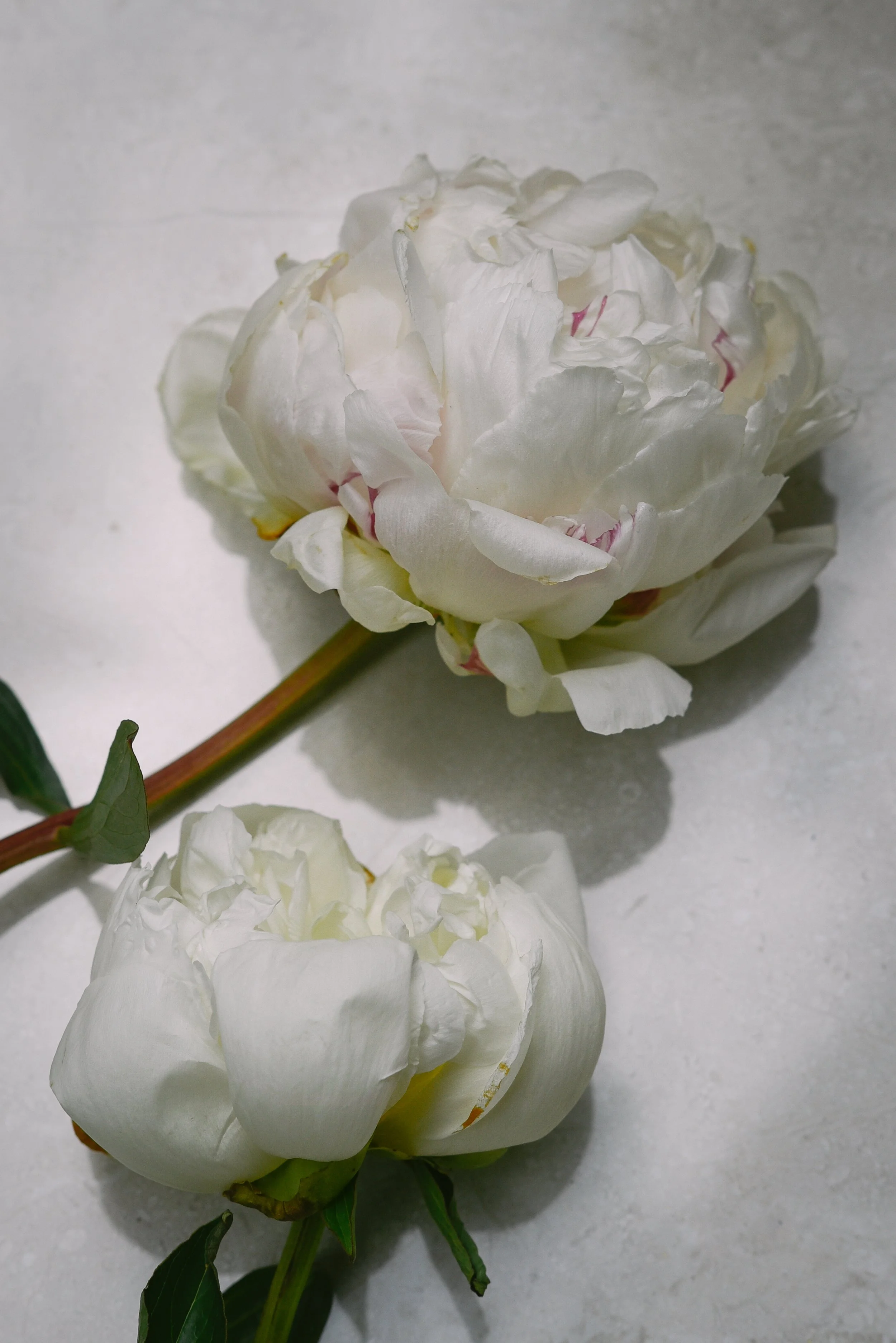 white peony