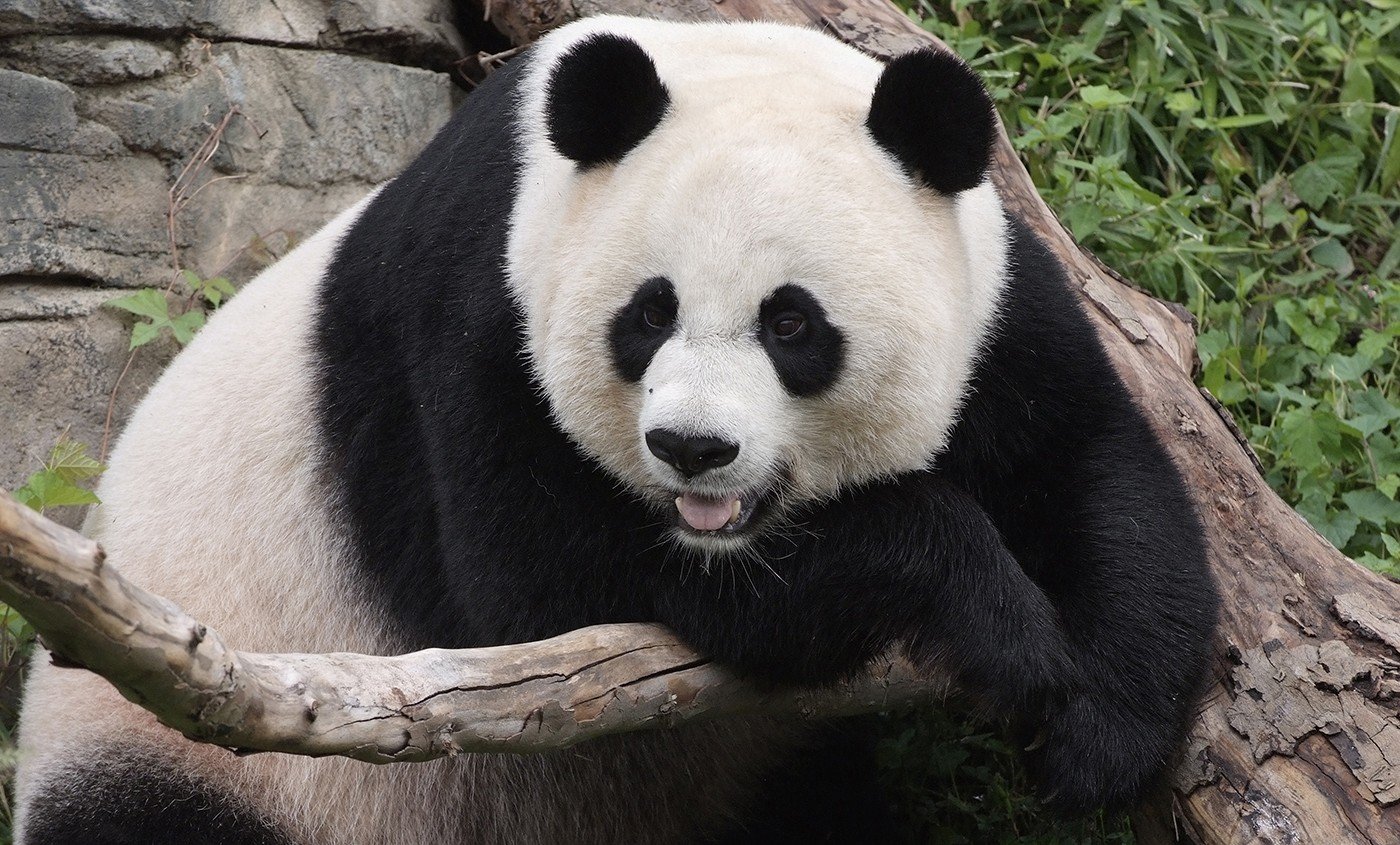 PANDAS - Pediatric Autoimmune Neuropsychiatric Disorders Associated with Strep