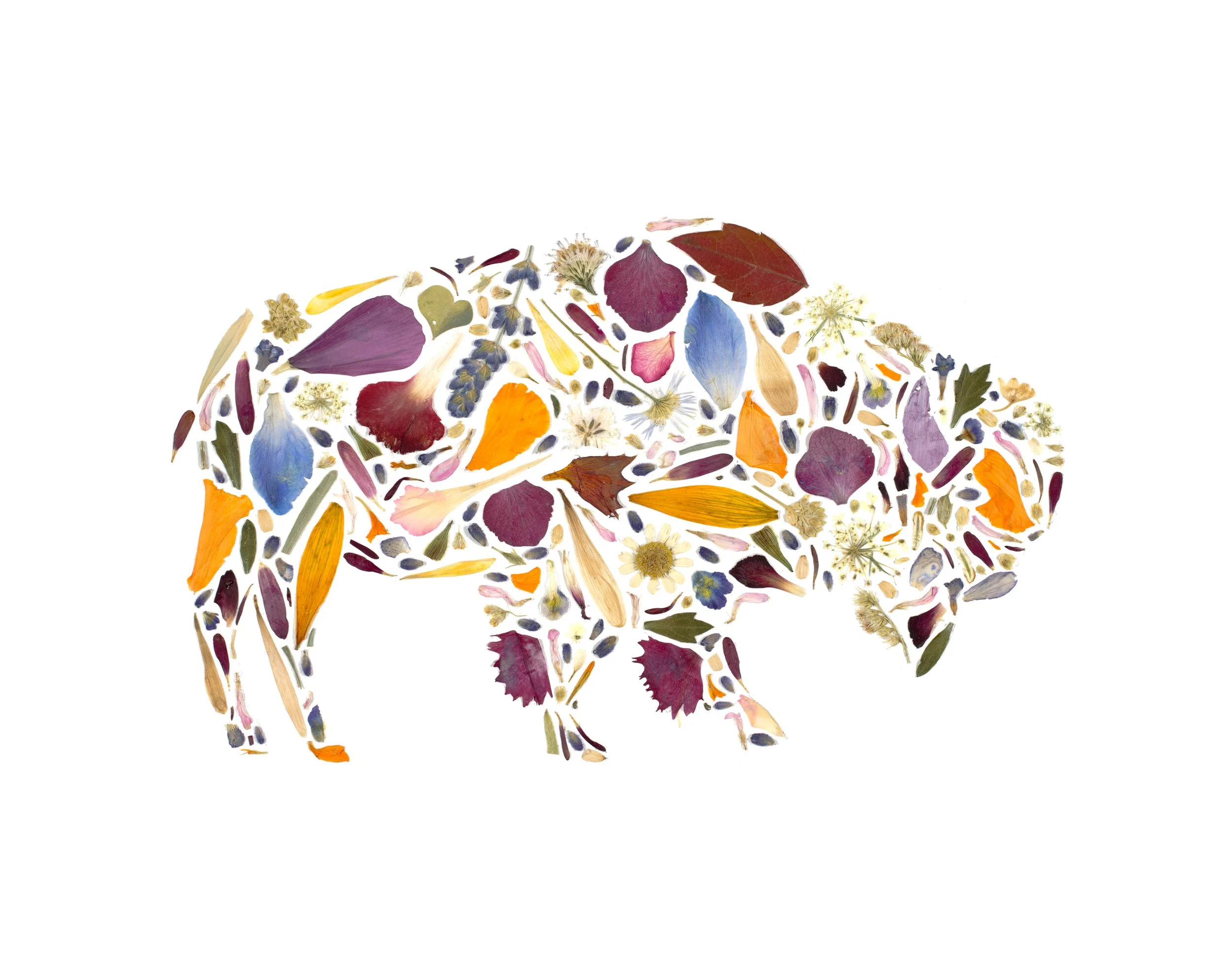 Buffalo