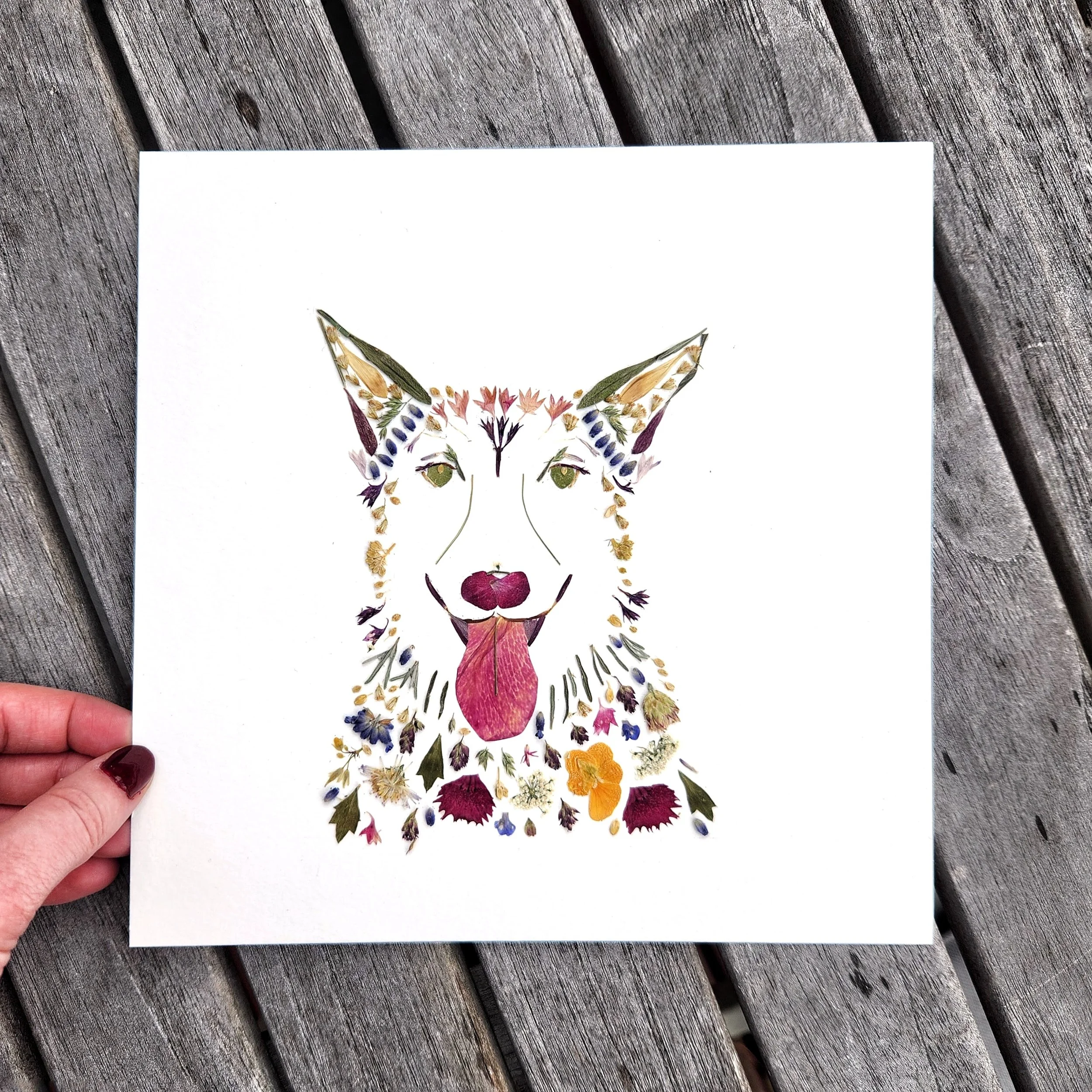 German Shepherd