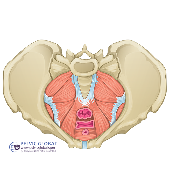 Why You Should Care About the Pelvic Floor — Durham Pelvic
