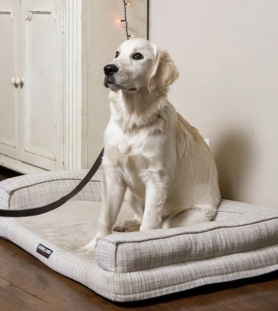 Light-colored dog sitting calmly on a cushioned bed with a leash attached.