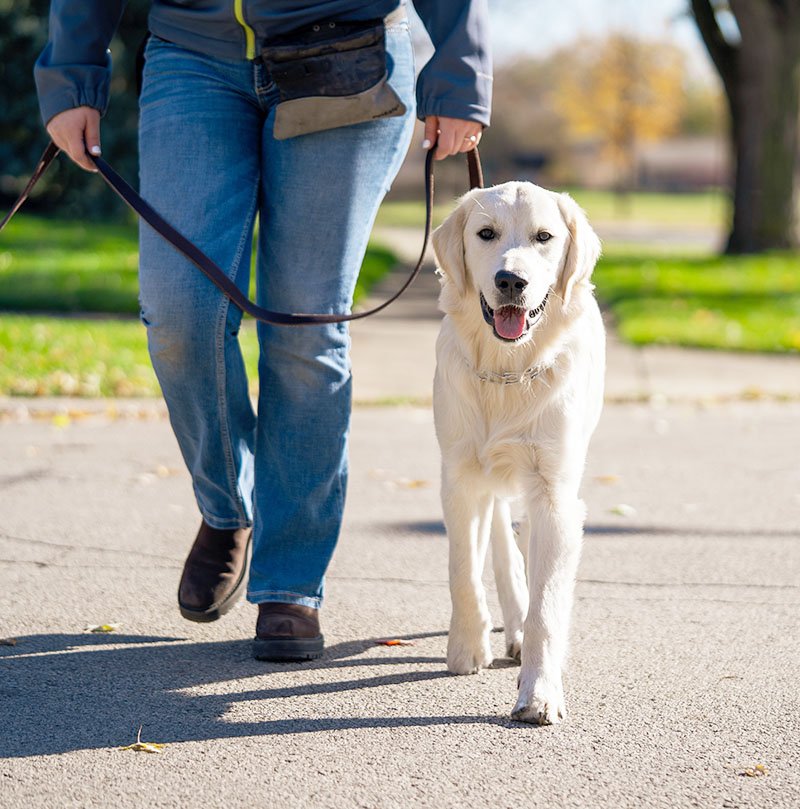 Trainer walking a light-colored dog on leash during an outdoor obedience exercise.