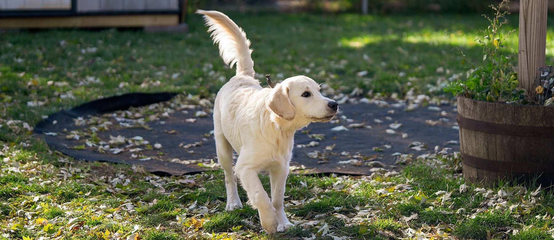 A white Labrador Retriever dog walking on grass with fallen leaves in a backyard.