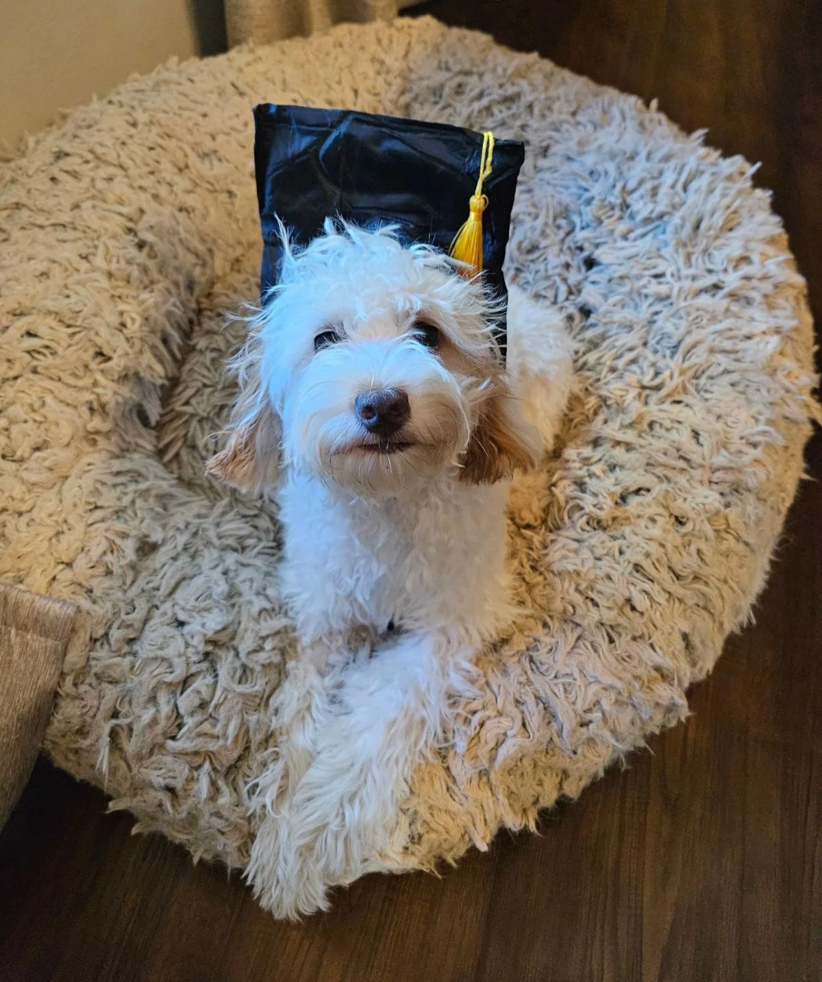 A white dog sitting in his doggy bed with a black graduation cap