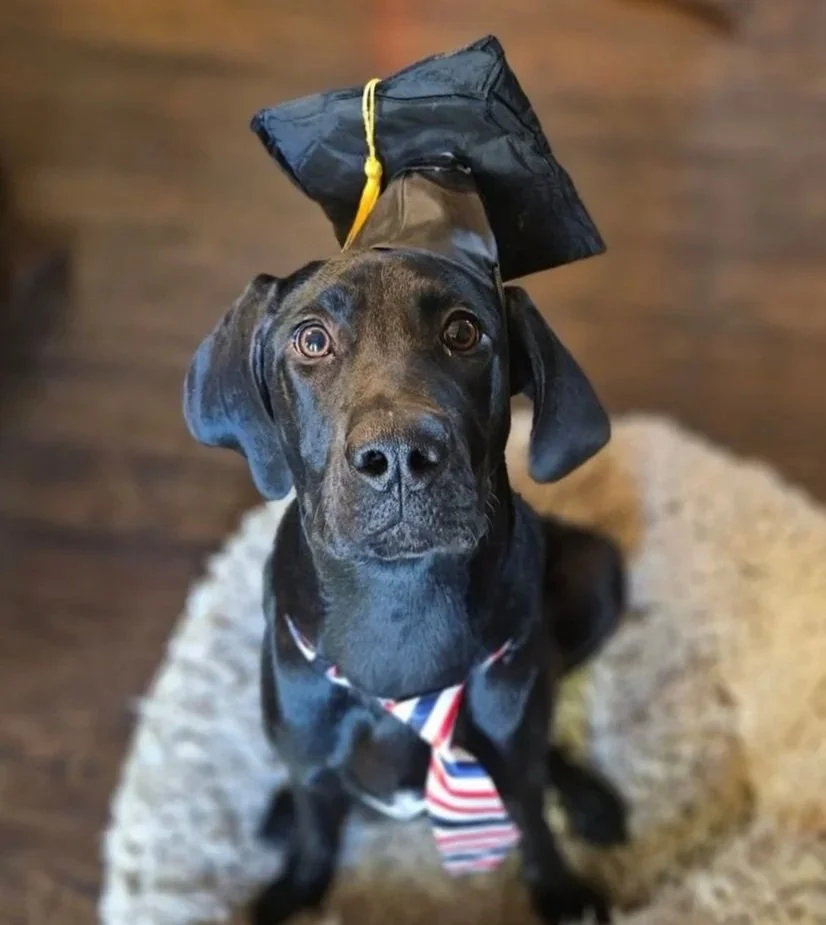 A black puppy dog with a graduation hat looking at the camera.