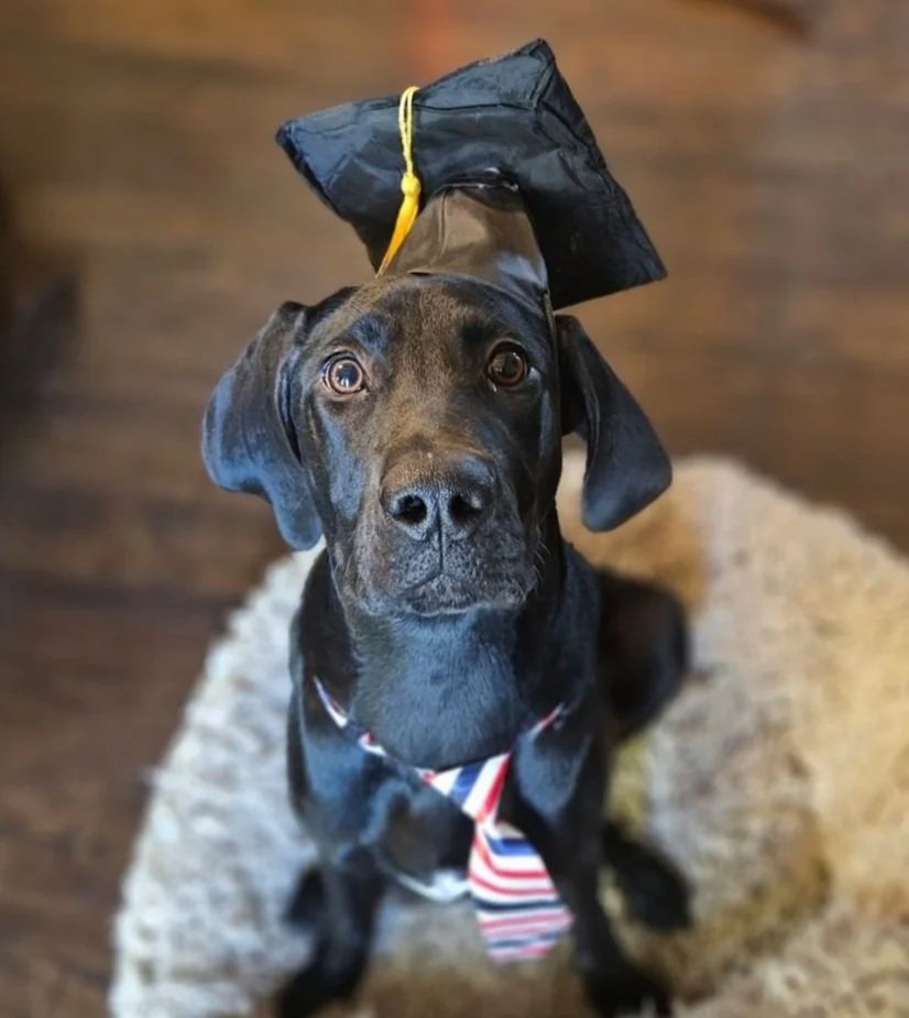 A black puppy dog with a graduation hat looking at the camera.