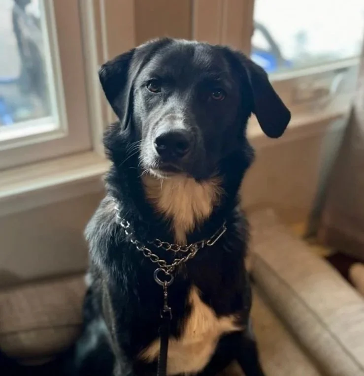A dog sitting and looking at the camera.