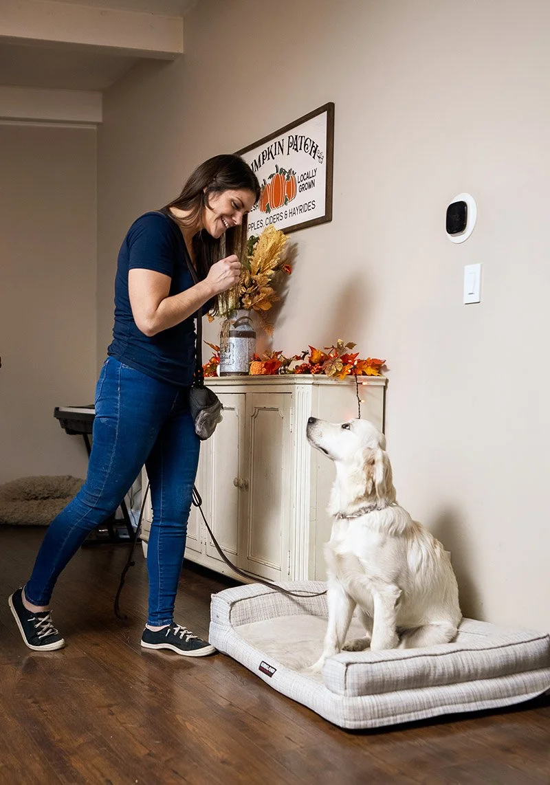 Dog bootcamp and in facility puppy training, trainer giving obedience commands