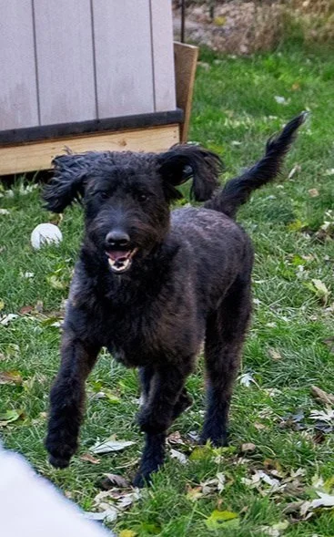 Black puppy with floppy ears playfully running on green grass in a backyard.