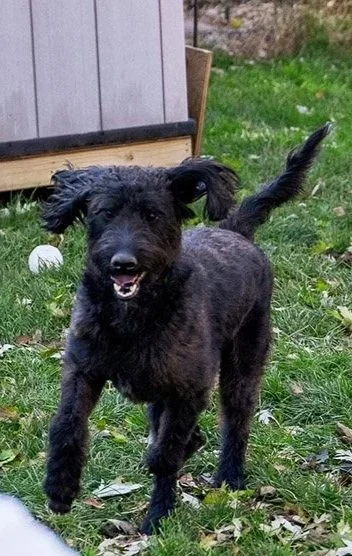 Black puppy with floppy ears playing outdoors in a grassy yard.