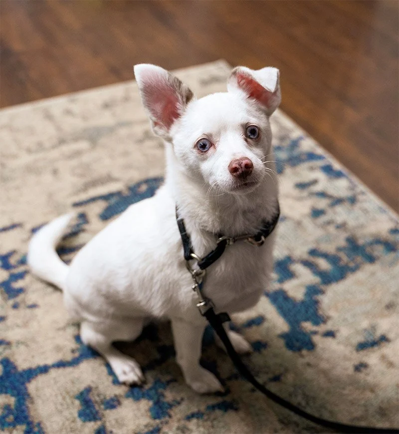 Cute puppy at home training program
